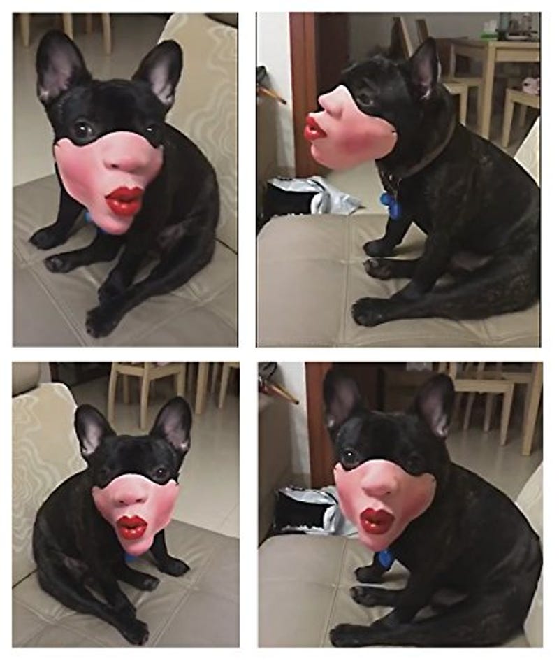 dog face muzzle