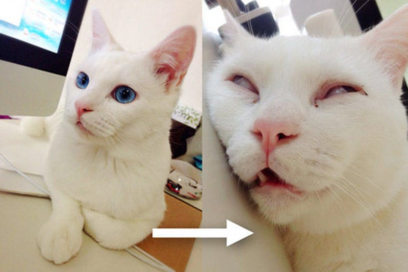 The Cat With The Ugliest Sleeping Face In Japan