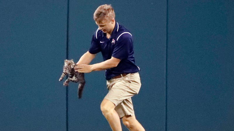 Cardinals Rudely Presume Feral Cat That Ran On Field Is Team Property