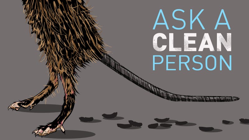 How Do I Clean Up All This Mouse Poop