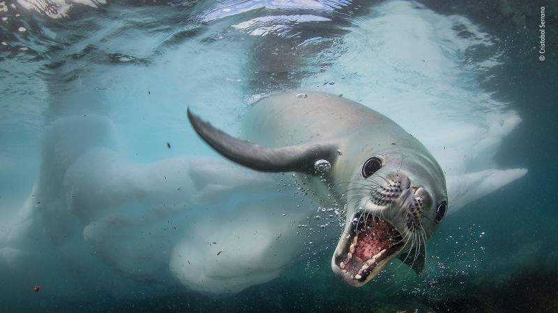 Here S A Sneak Peek At The Best Wildlife Photography Of 2018