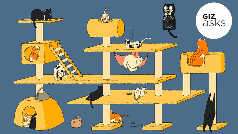 Why Do Cats Wag Their Tails
