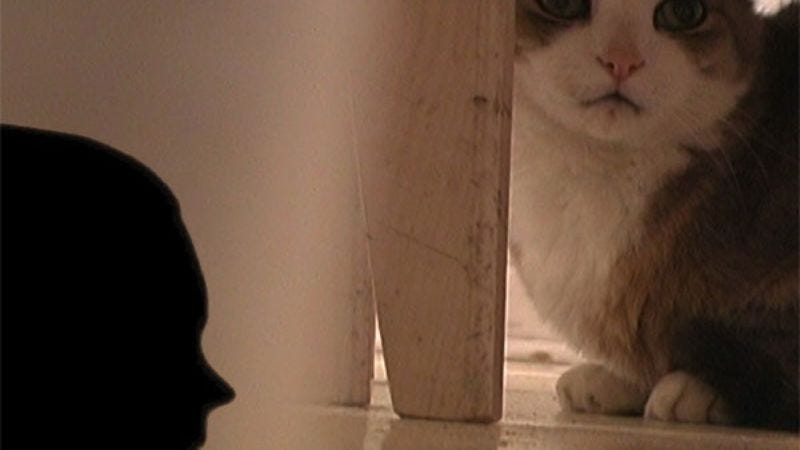 Casuistry The Art Of Killing A Cat
