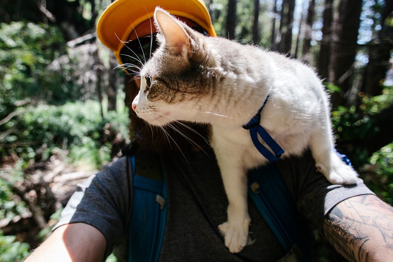 How To Take Your Cat Camping