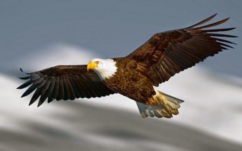 Harga Terkini Untuk Sepasang Burung Elang Trotolan