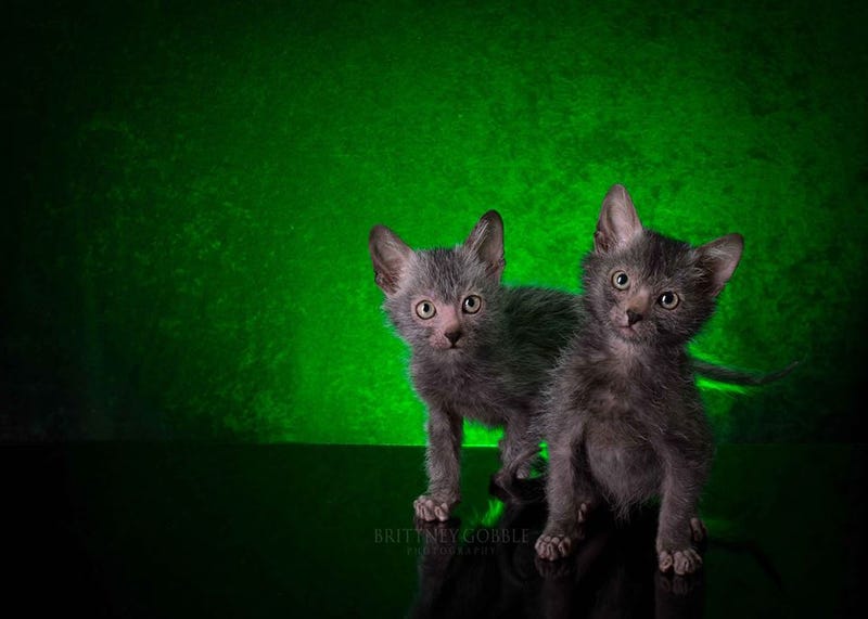 The New Werewolf Cat Highlights The Complicated Ethics Of Breeding