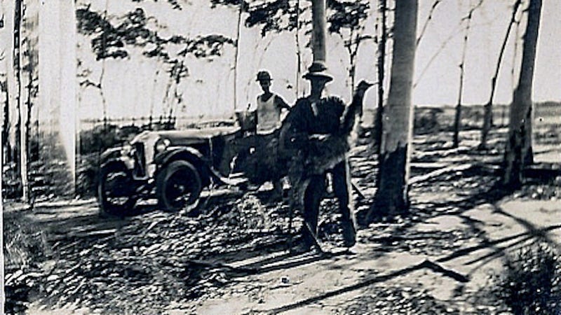 What Today S Kangaroo Fighters Can Learn From The Great Emu War Of 1932