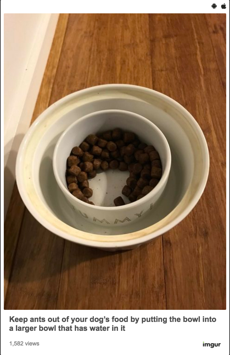 Keep Ants Out Of Your Pet S Food By Putting It In A Second Bowl