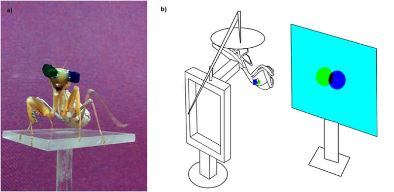 Scientists Gave Praying Mantises Tiny 3d Glasses To Prove They