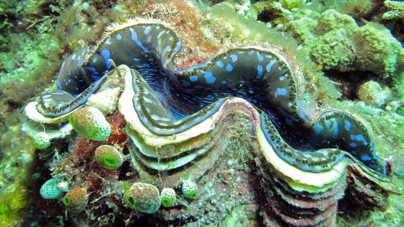 how big do giant clams get