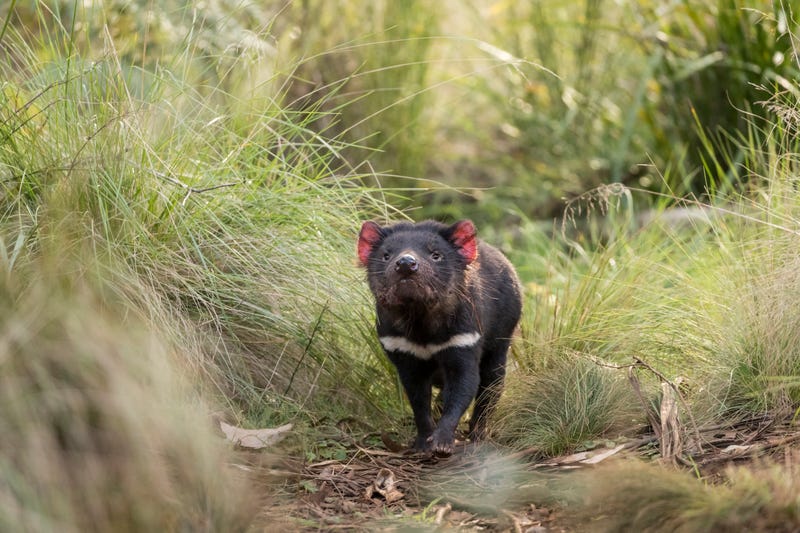 Tasmanian Devils Back In Australia For First Time In 3 000 Years