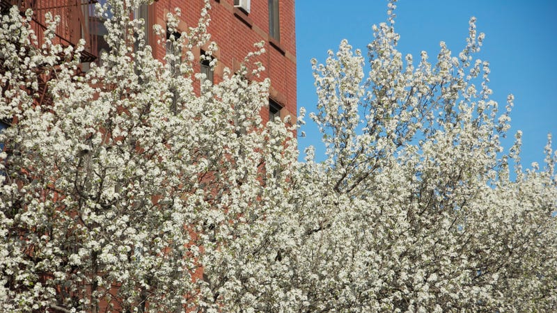 What Do These Trees Smell Like To You