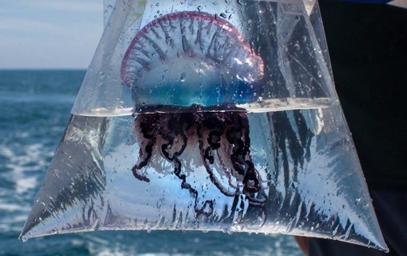 Science Reveals The Right Way To Treat A Man O War Sting