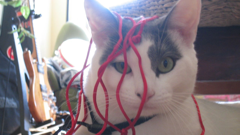 The Things That Are Most Dangerous For Cats To Eat And Why