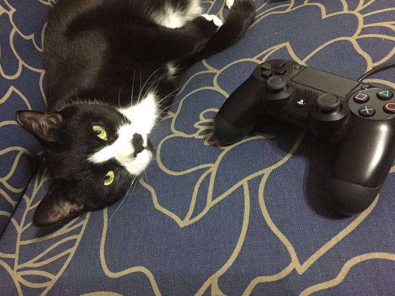 How To Stop A Cat From Chewing On Video Game Controller Cables