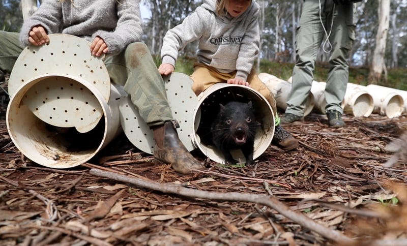 Tasmanian Devils Back In Australia For First Time In 3 000 Years