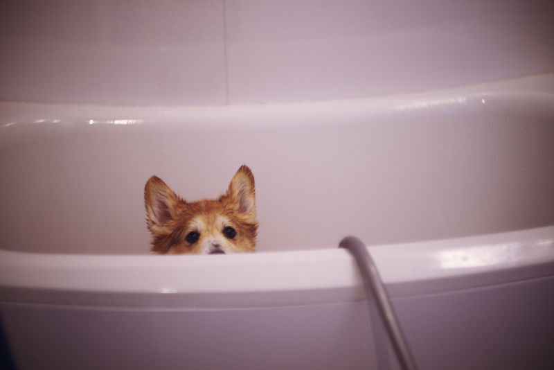 peanut butter on wall to wash dog