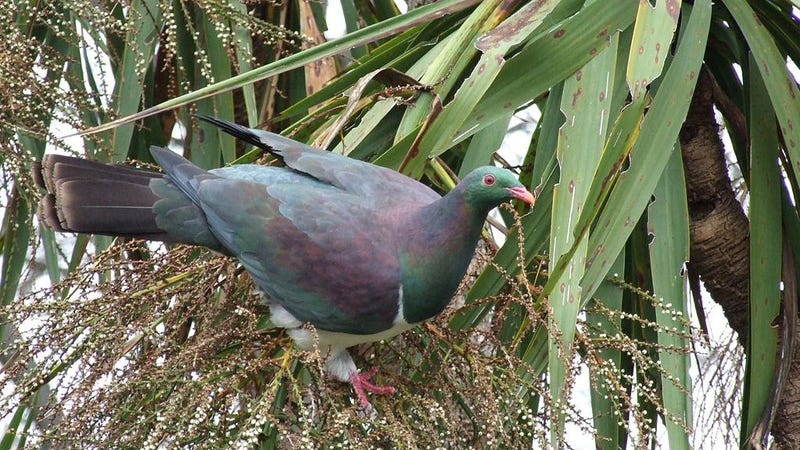 Drunk Pigeon Is All Of Us As Well As New Zealand S Bird Of The Year