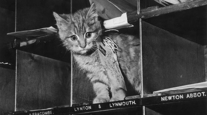Weird Cat Behavior Explained