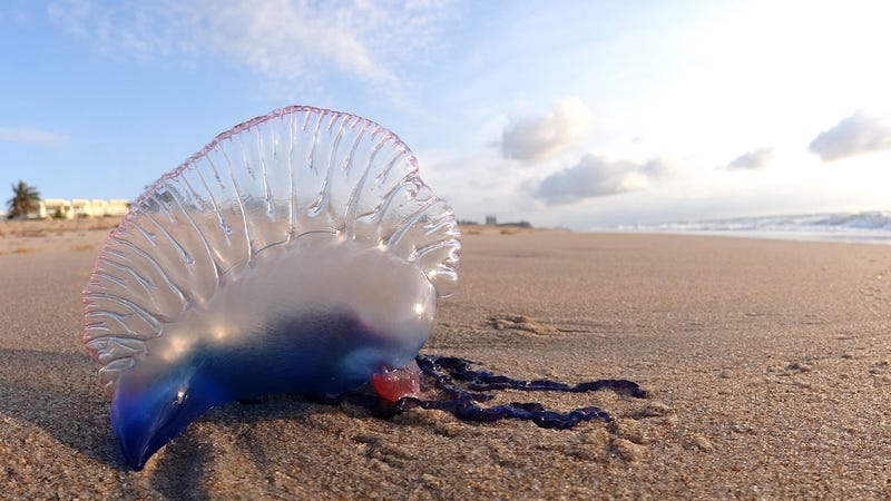 Science Reveals The Right Way To Treat A Man O War Sting