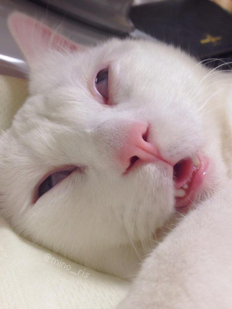 The Cat With The Ugliest Sleeping Face In Japan