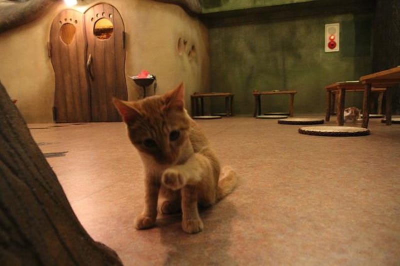 Cat Cafes Don T Get Much Cuter Than This