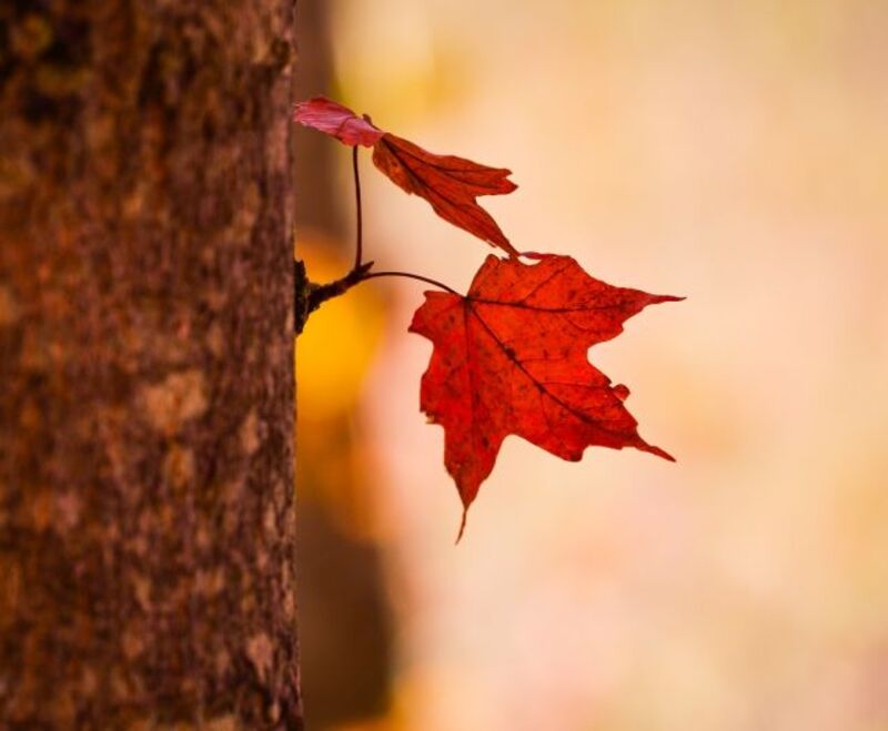 76 Stunning Photos Of Fall Leaves