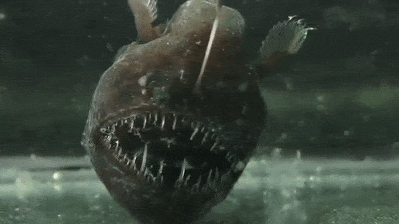 Ten Horrifying Deep Sea Creatures Ranked