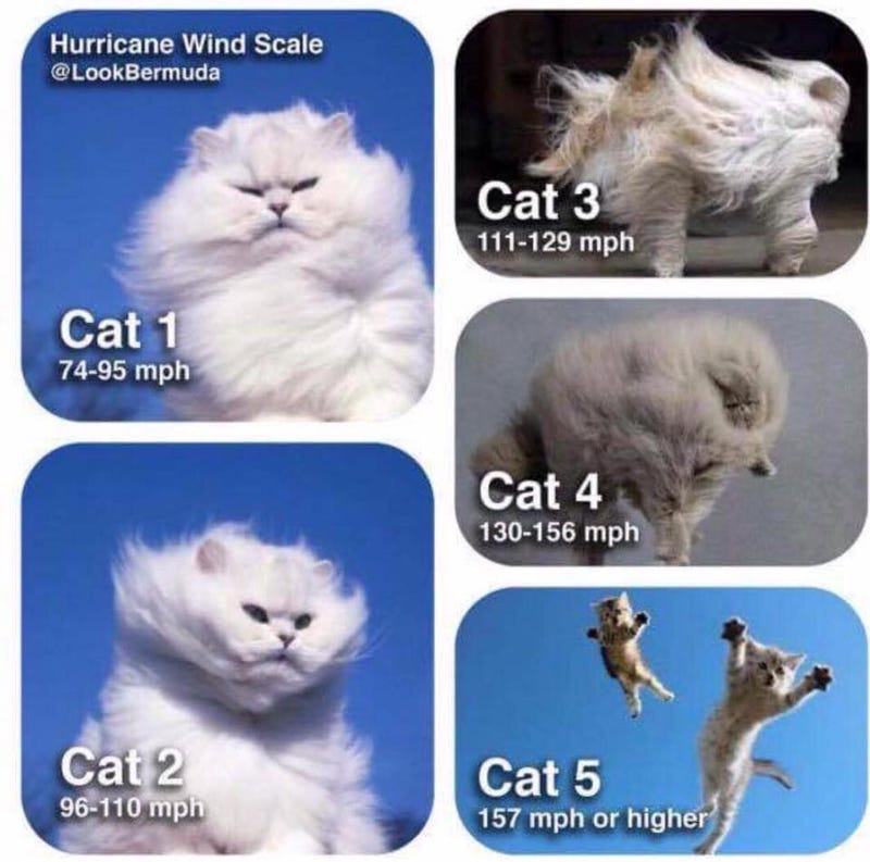 Categories For Hurricanes Funny Cat Memes Hurricane Memes Funny Cats