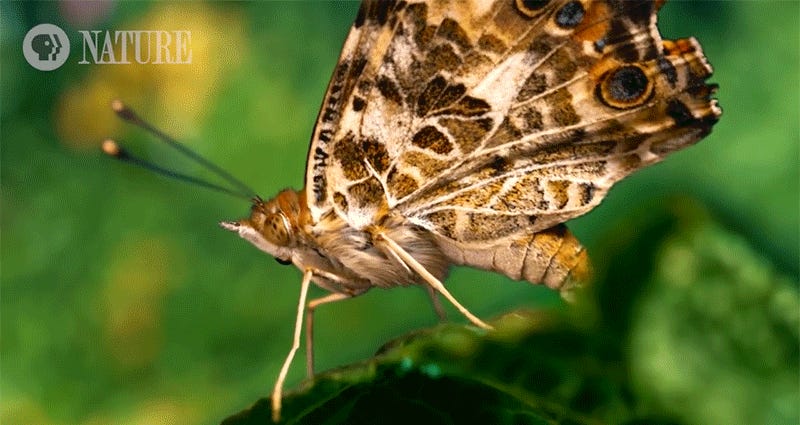 This Incredible New Footage Of A Butterfly Laying Eggs Will
