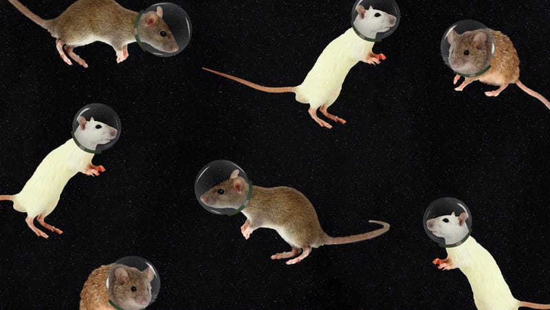 We're One Step Closer to Breeding Animals (and Humans) In Space