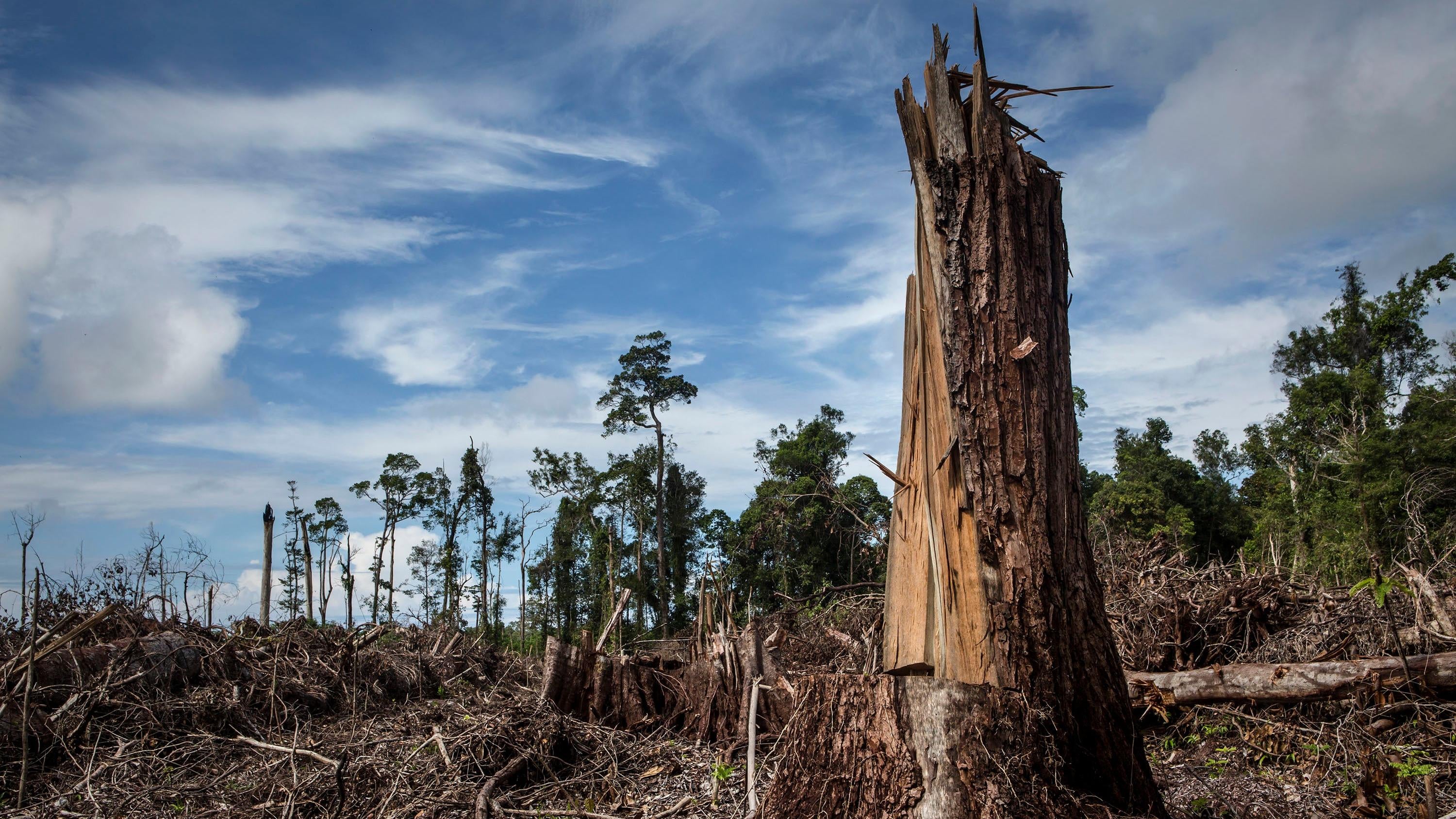 Исчезновение тропических лесов