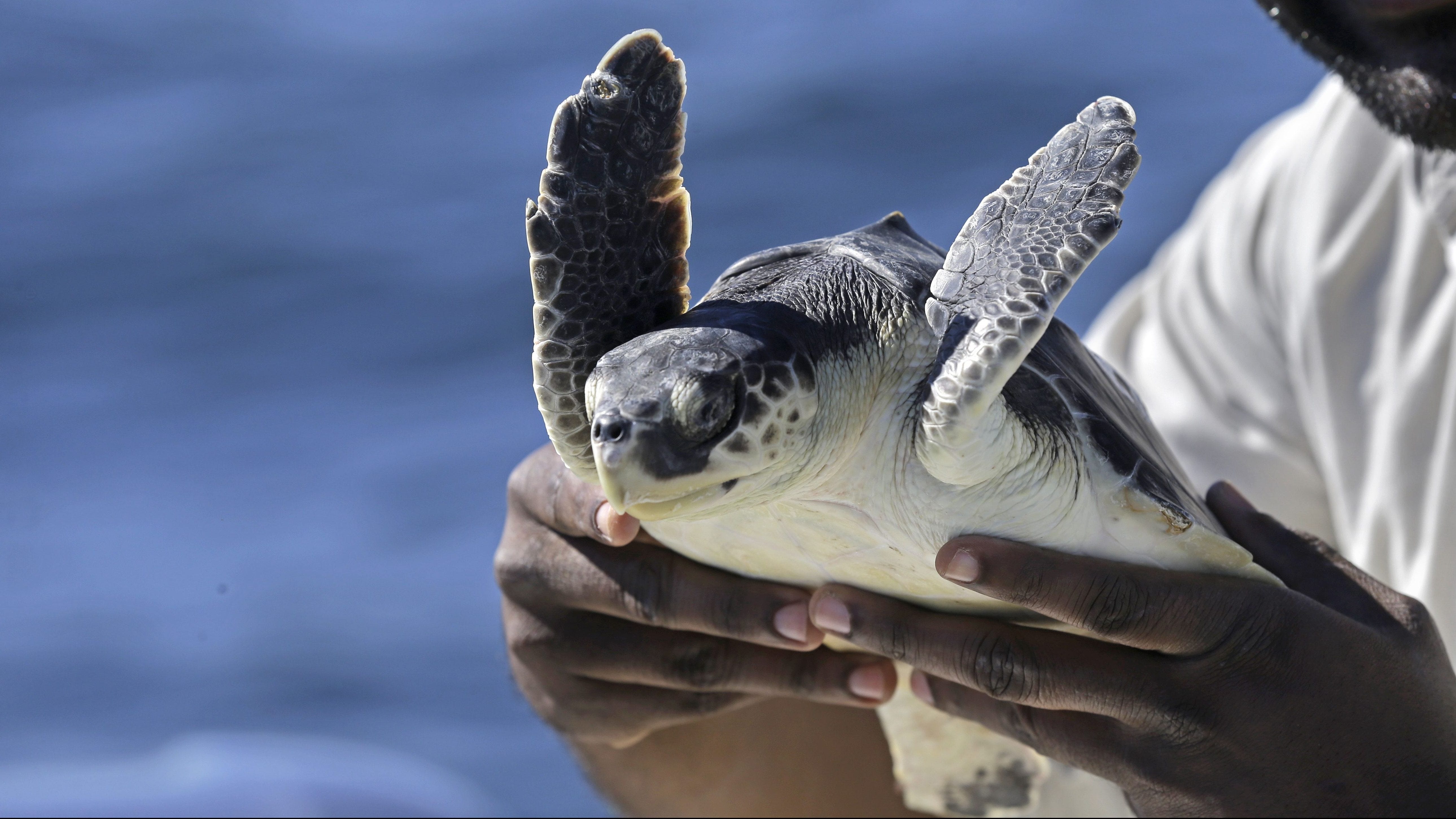 A market for tiny turtles triggered an international criminal