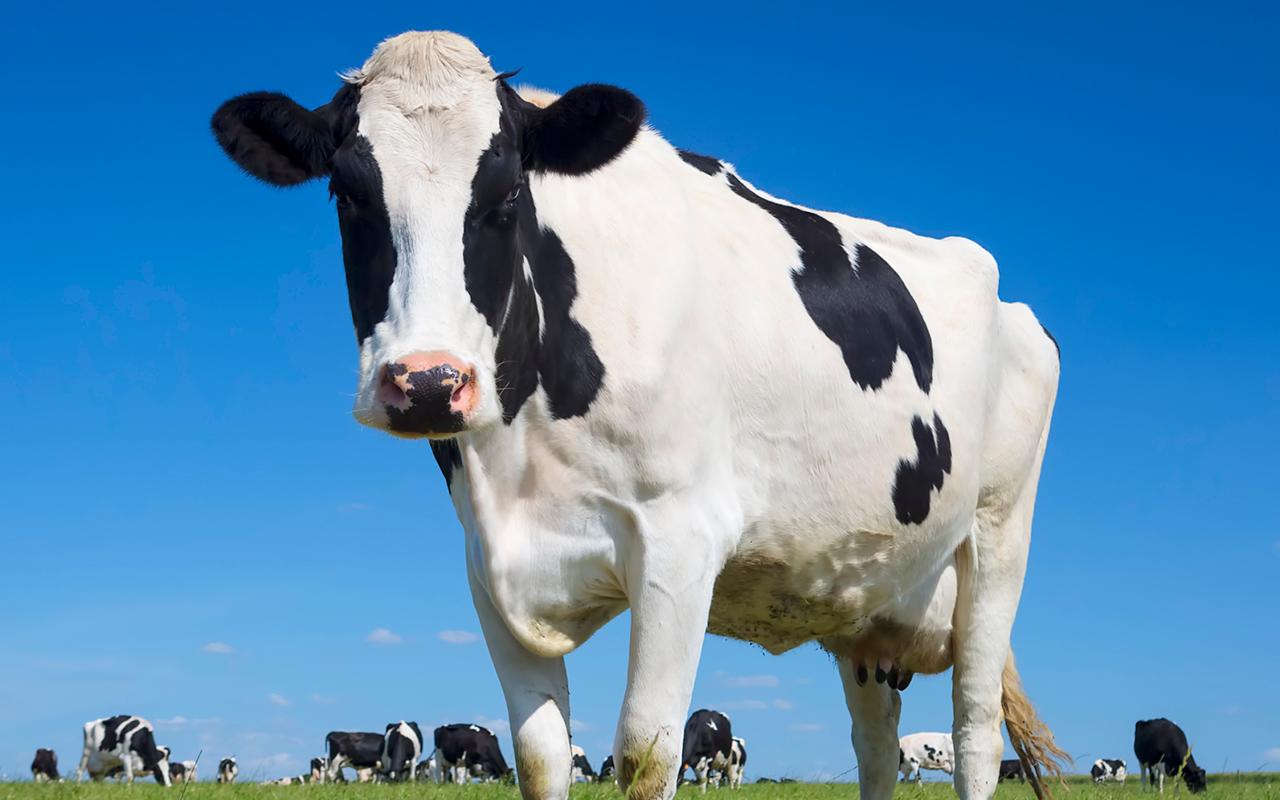 Звук издает корова. Корова на белом фоне. Звук коровы. Сигналы коров. Звук коровы для коров.