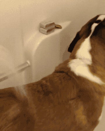 dog peanut butter shower