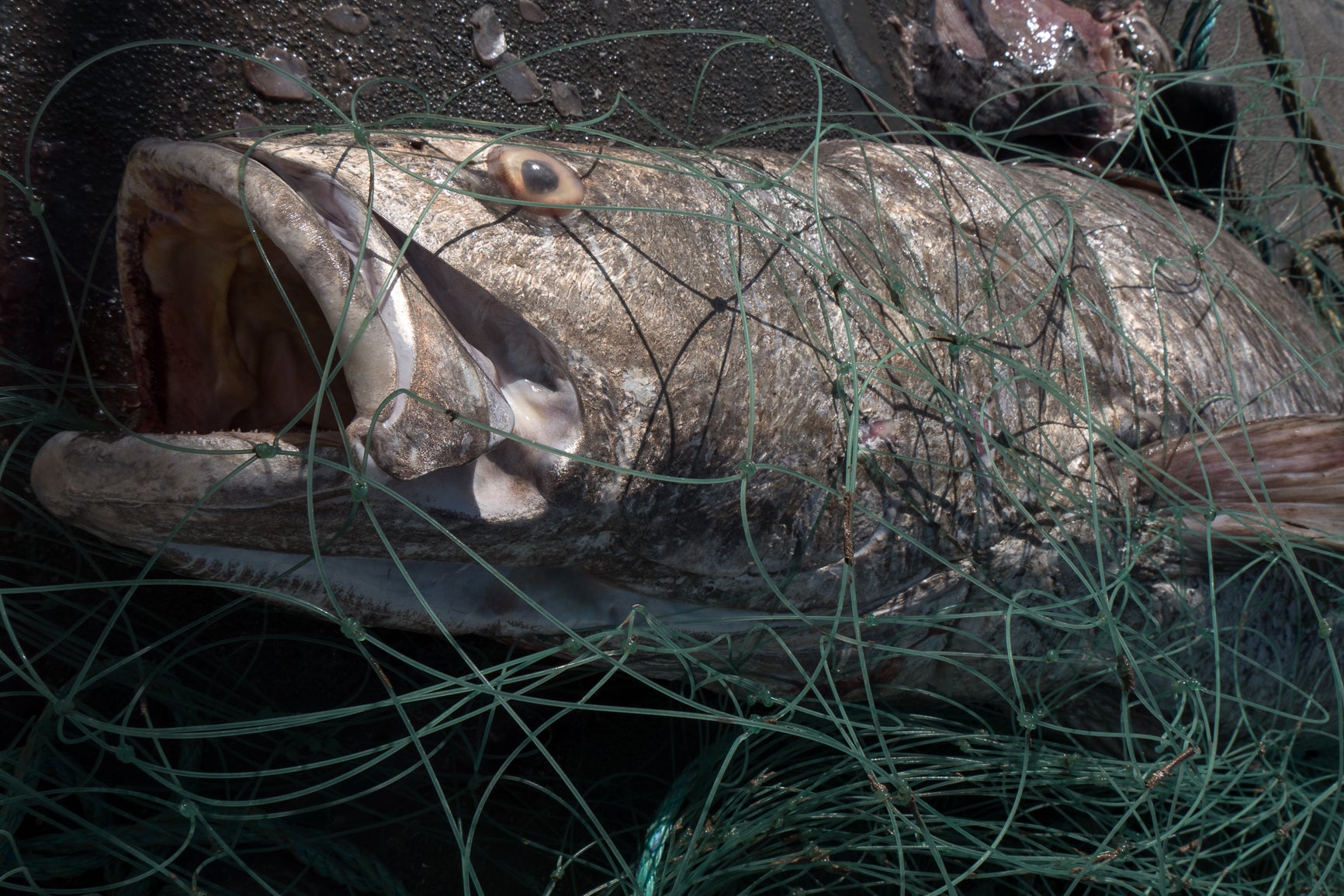 The Race to Save the World's Smallest Porpoise From Extinction | Gizmodo UK