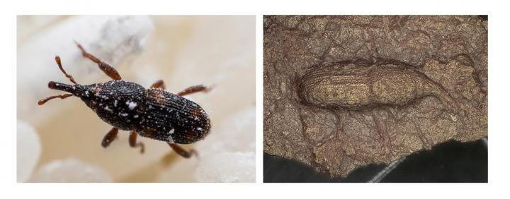 Hundreds of Weevils Found Encased in Ancient Japanese Pot | Gizmodo UK