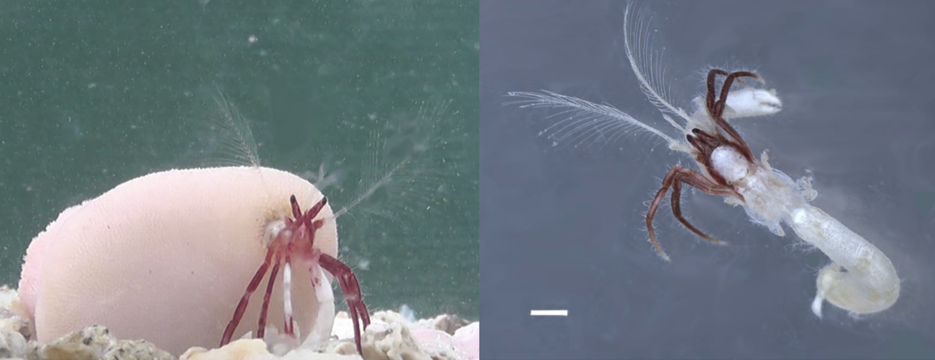 Left: Diogenes heteropsammicola and its coral house. Right: the hermit crab without its coral house. Image: Momoko Igawa