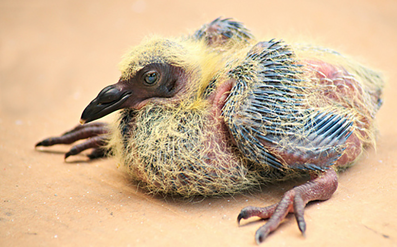 Птенцы голубей фото. Baby Pigeon. Bebe Pigeon. 8 Птенцов. Thoughtful Baby Pigeon.