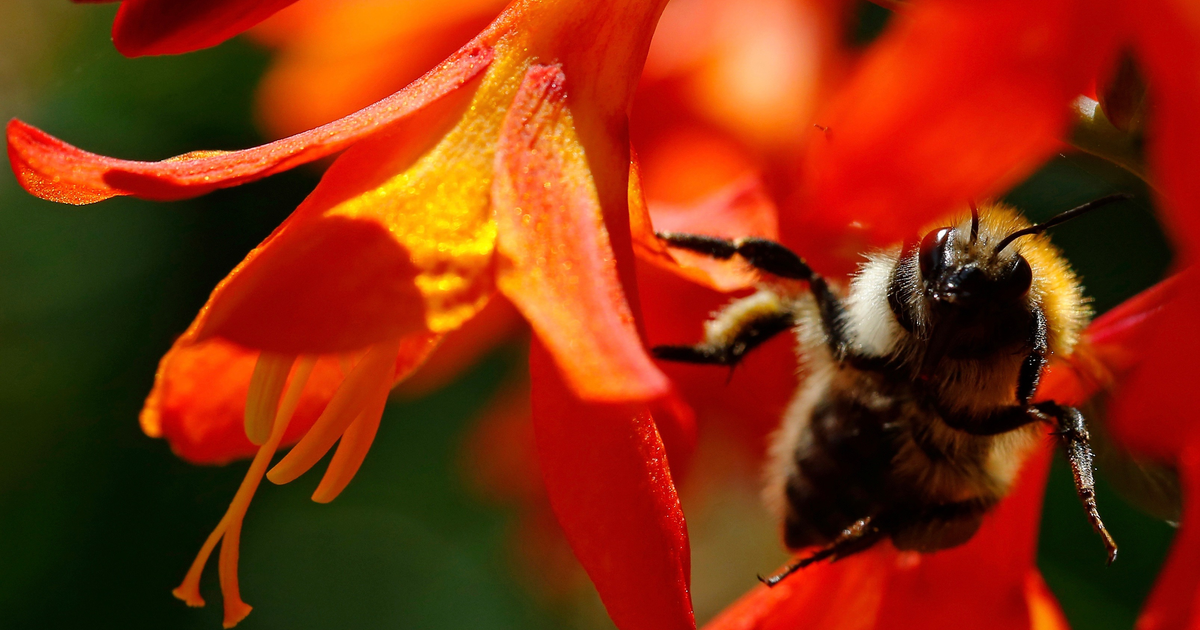 travelling salesman bees