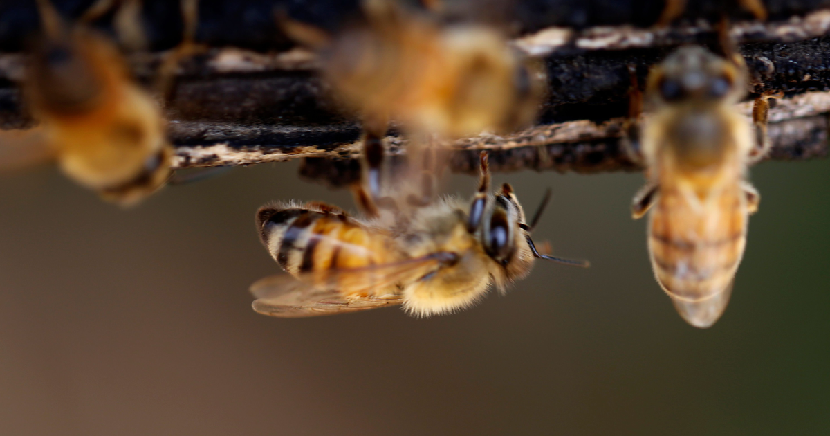 Pesticide harmful to bees allowed by EPA — Quartz