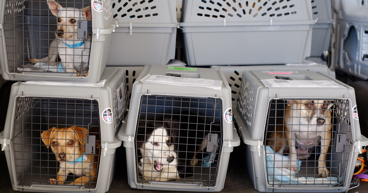 Can you fly to the UK with a small dog in the cabin? Here's how. — Quartz