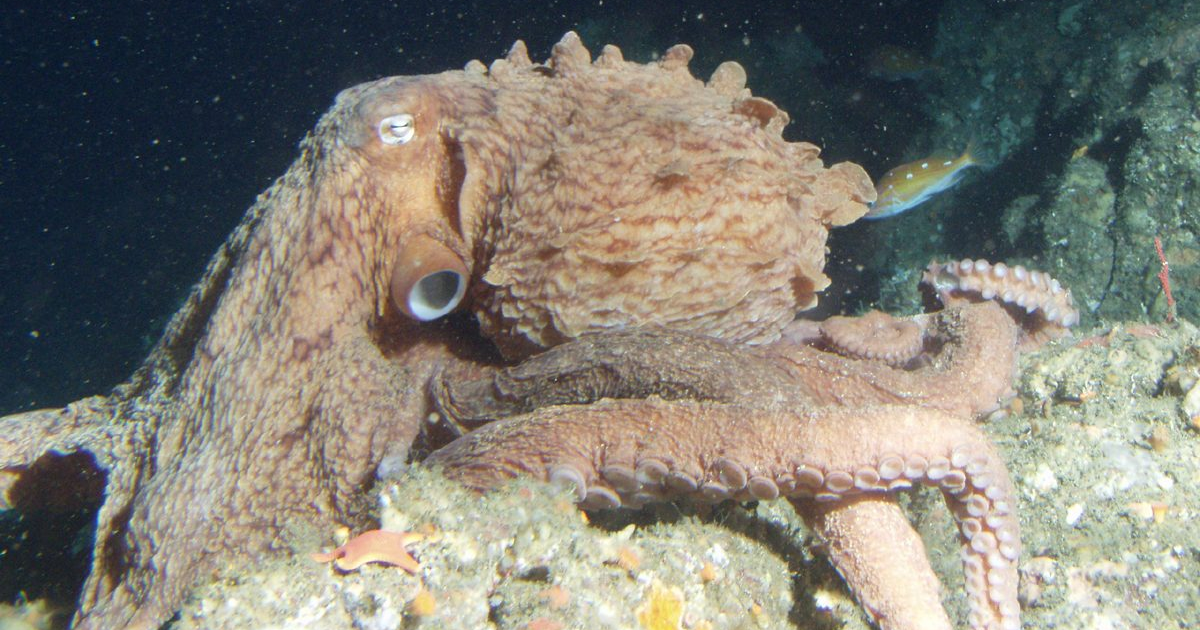 The frilled giant Pacific octopus is a new species of cephalopod ...