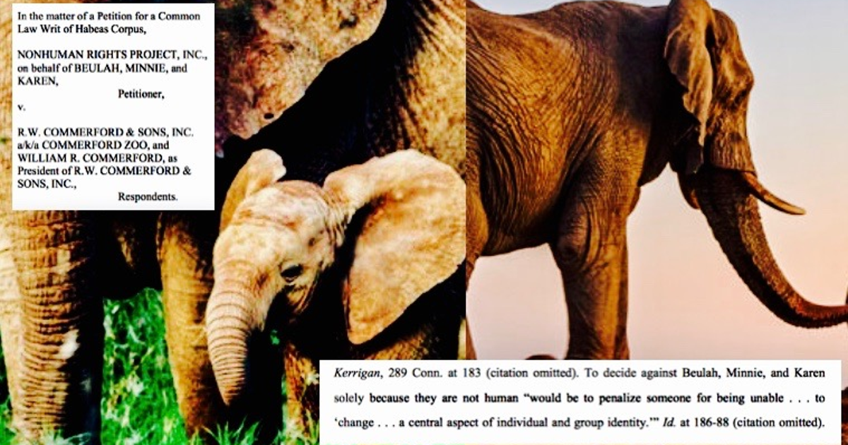 Elephants Deserve Legal Rights Because Of Their Consciousness, Argues A ...