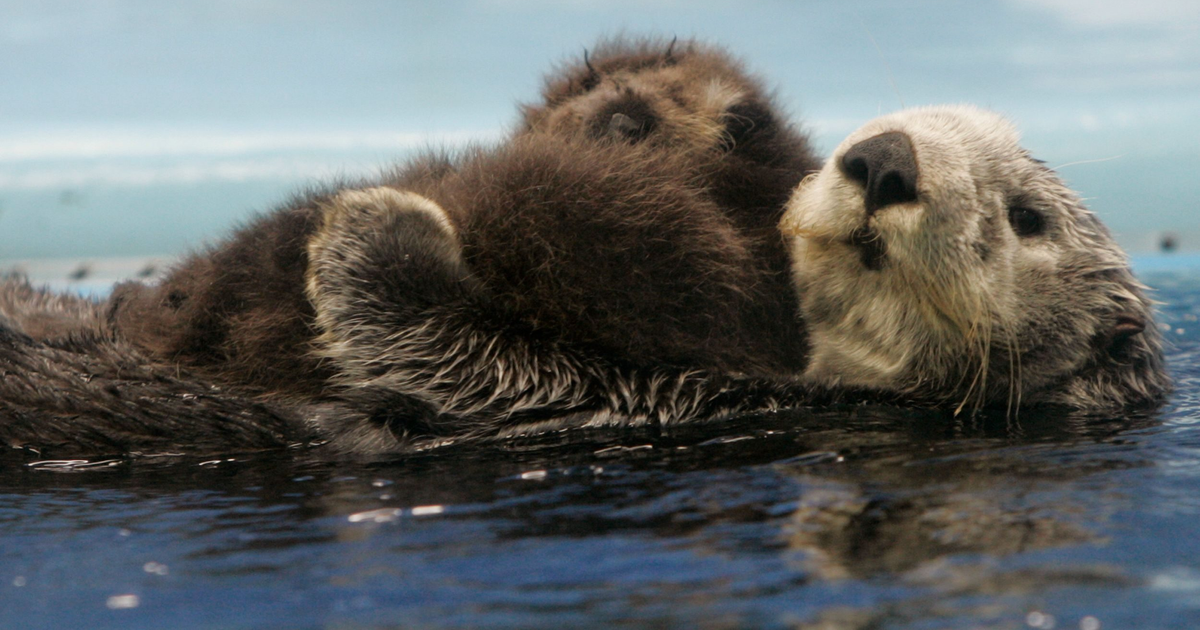 Advice from a sea otter on how to live your best life — Quartz