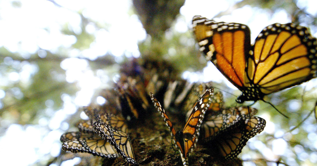 Climate Change Ruined America's Plan To Save The Monarch Butterfly — Quartz