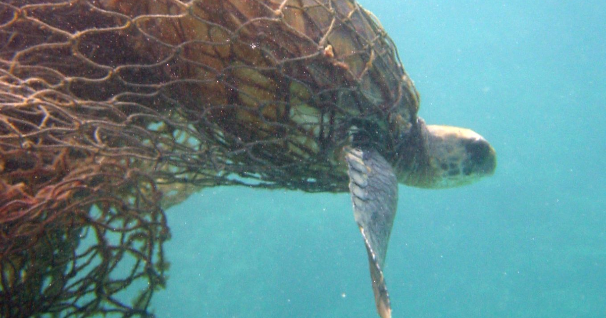 Derelict fishing nets have turned the bottom of the sea into a death ...