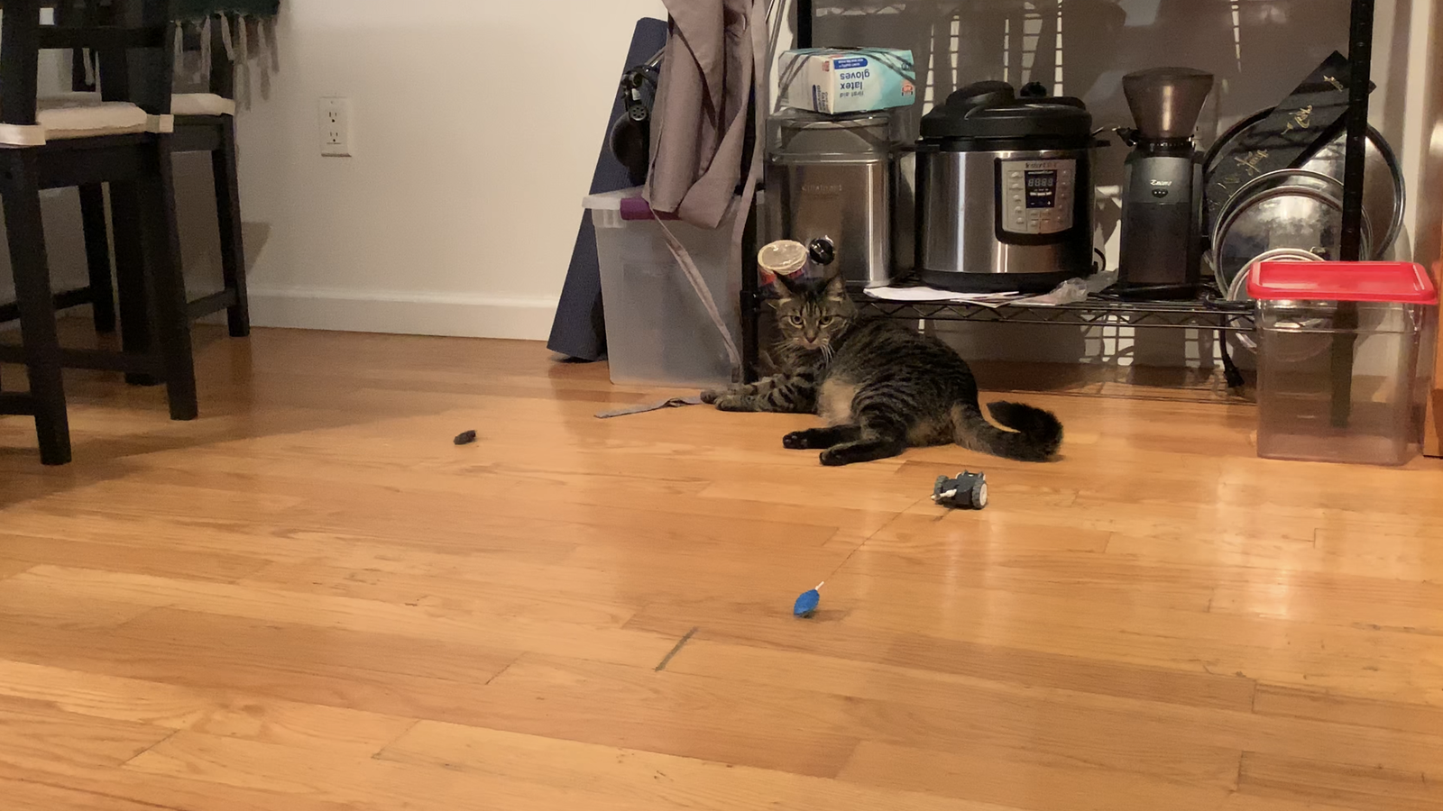 cat toy roomba