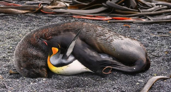 Seals are mysteriously sexually assaulting penguins—and eating them