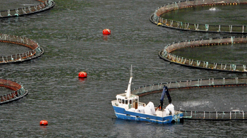 A salmon fish farm operates in a bay near the town of Vagur on Sururoy island October 17, 2007. REUTERS/Bob Strong